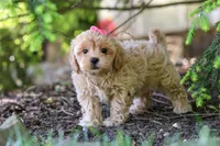Amelia, a female Maltipoo for sale in Baltic, OH – 6 of 10