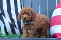 Greyson, a male Poodle - Miniature  for sale in Baltic, OH – 4 of 10