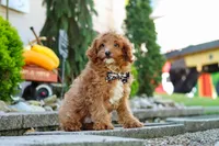 Justin, a male Cavapoo for sale in Baltic, OH – 7 of 8
