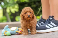 Karter, a male Poodle - Miniature  for sale in Baltic, OH – 6 of 7