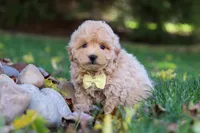 Milo, a male Maltipoo for sale in Baltic, OH – 3 of 5
