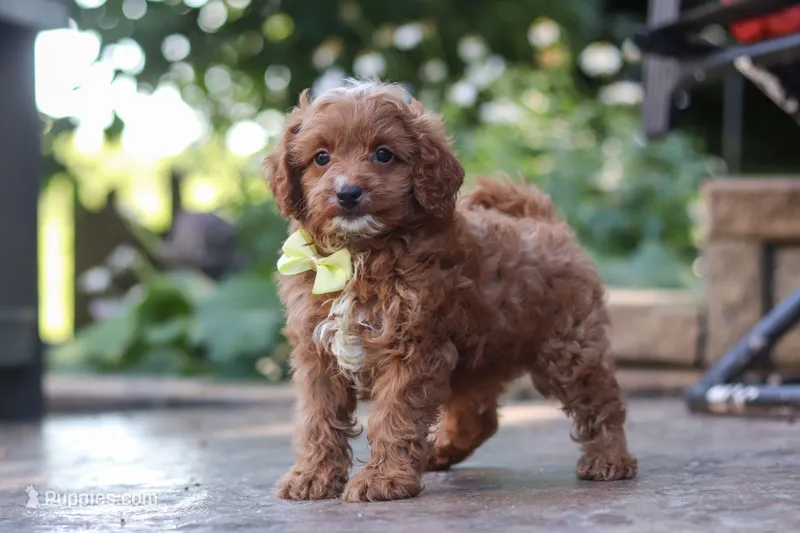 Justin – Cavapoo puppy for sale in Baltic, OH