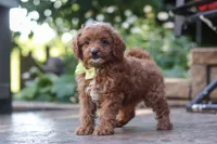 Justin, a male Cavapoo for sale in Baltic, OH – 1 of 10