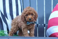 Greyson, a male Poodle - Miniature  for sale in Baltic, OH – 7 of 10