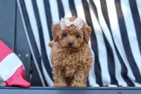 Emily, a female Cavapoo for sale in Baltic, OH – 6 of 10