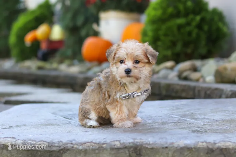 Charlie – Morkie puppy for sale in Baltic, OH