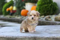 Charlie, a male Morkie for sale in Baltic, OH – 1 of 10