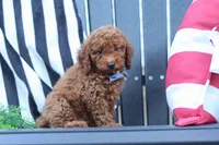 Duke, a male Poodle - Miniature  for sale in Baltic, OH – 6 of 8