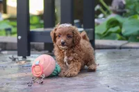 Justin, a male Cavapoo for sale in Baltic, OH – 8 of 10