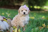 Honey, a female Maltipoo for sale in Baltic, OH – 3 of 6