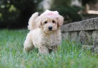 Tilly, a female Schnoodle for sale in Baltic, OH – Photo 5 of 5