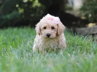 Tilly, a female Schnoodle for sale in Baltic, OH – Photo 3 of 5