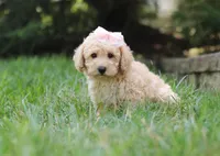 Tilly, a female Schnoodle for sale in Baltic, OH – Photo 4 of 5