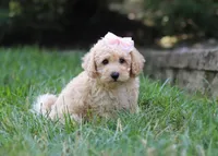 Tilly, a female Schnoodle for sale in Baltic, OH – Photo 2 of 5