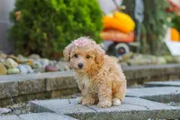 Posie, a female Maltipoo for sale in Baltic, OH – 9 of 10