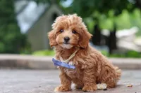 Leo, a male Maltipoo for sale in Baltic, OH – 3 of 10