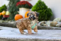 Milo, a male Morkie for sale in Baltic, OH – 6 of 7