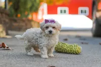 Ember, a female Maltipoo for sale in Baltic, OH – 6 of 6