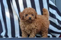 Emily, a female Cavapoo for sale in Baltic, OH – 5 of 10