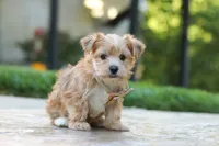Chase , a male Morkie for sale in Baltic, OH – 2 of 7