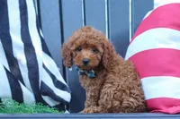 Greyson, a male Poodle - Miniature  for sale in Baltic, OH – 5 of 10