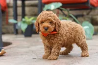 Maverick, a male Poodle - Miniature  for sale in Baltic, OH – 4 of 5