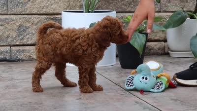 Indie, a female Maltipoo for sale in Baltic, OH – 6 of 6
