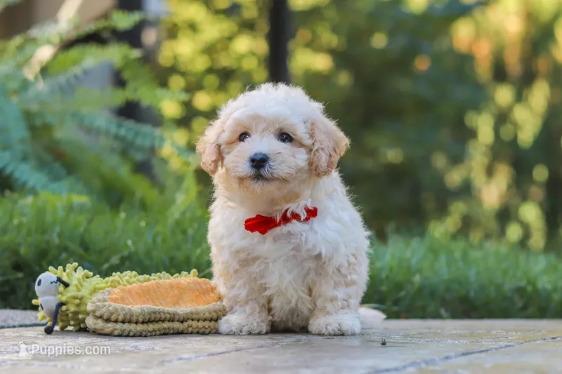 Ollie – Maltipoo puppy for sale in Baltic, OH