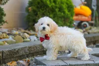 Koda, a male Maltipoo for sale in Baltic, OH – 10 of 10