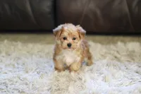 Charlie, a male Morkie for sale in Baltic, OH – 2 of 10
