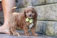 Justin, a male Cavapoo for sale in Baltic, OH – 4 of 10