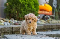 Posie, a female Maltipoo for sale in Baltic, OH – 2 of 10