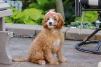 Lily, a female Cavapoo for sale in Baltic, OH – Photo 1 of 5