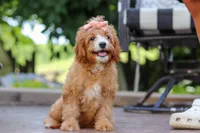 Lily, a female Cavapoo for sale in Baltic, OH – Photo 2 of 5