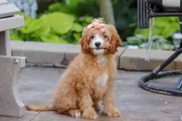Lily, a female Cavapoo for sale in Baltic, OH – Photo 4 of 5