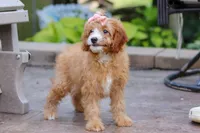 Lily, a female Cavapoo for sale in Baltic, OH – Photo 5 of 5