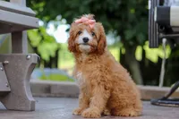 Lily, a female Cavapoo for sale in Baltic, OH – Photo 3 of 5
