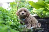 Christopher, a male Maltipoo for sale in Baltic, OH – 2 of 10