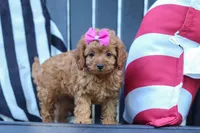 Amelia, a female Cavapoo for sale in Baltic, OH – 3 of 8