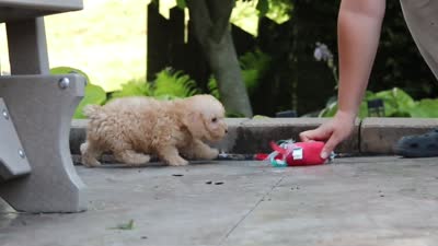 Astro, a male Schnoodle for sale in Baltic, OH – 6 of 6