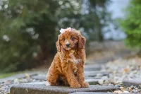 Clover, a female Cavapoo for sale in Baltic, OH – 9 of 10