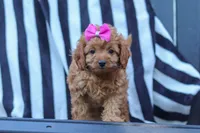 Amelia, a female Cavapoo for sale in Baltic, OH – 5 of 8