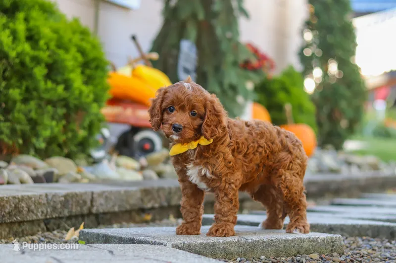 Benji, a male Cavapoo for sale in Baltic, OH – 1 of 10