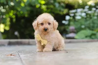 Scout, a male Schnoodle for sale in Baltic, OH – 2 of 7