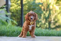 Blake, a male Cavapoo for sale in Baltic, OH – 8 of 10