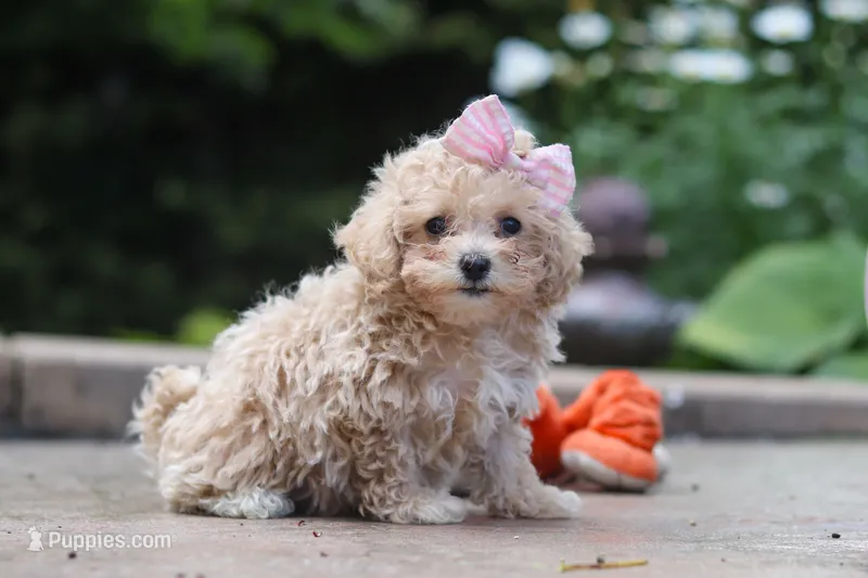 Lilly – Maltipoo puppy for sale in Baltic, OH