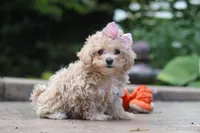 Lilly, a female Maltipoo for sale in Baltic, OH – 1 of 7