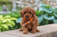 Knox, a male Maltipoo for sale in Baltic, OH – 4 of 6