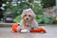 Lilly, a female Maltipoo for sale in Baltic, OH – 6 of 7