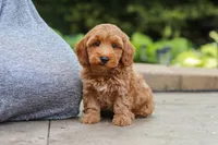 Ranger, a male Maltipoo for sale in Baltic, OH – 3 of 6